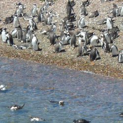Péninsule Valdés et Punta Tumbo : « pinguïnos » en vue !